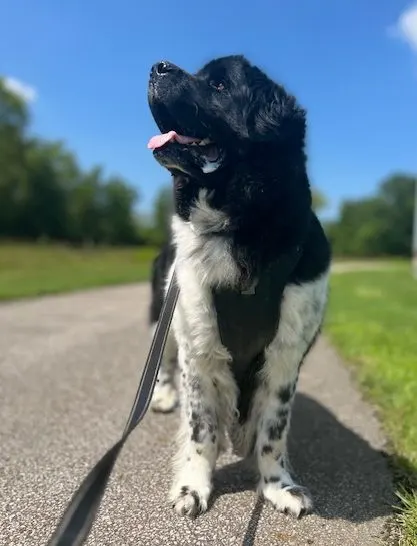 big dog walking on a track