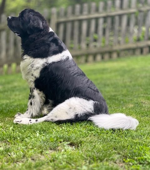 Newfoundland dog barking in back yard