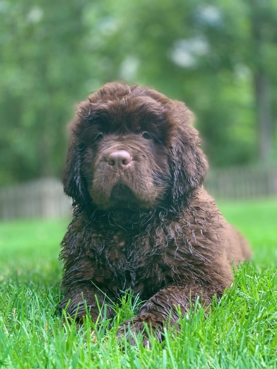 newfoundland puppy stages