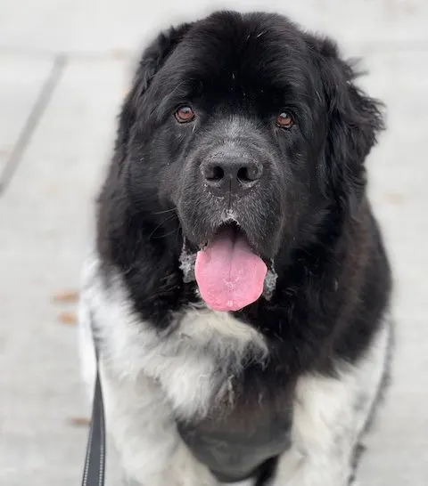 walking gear for big dogs