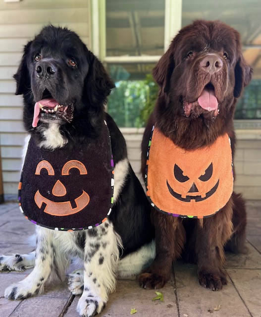 halloween drool bibs