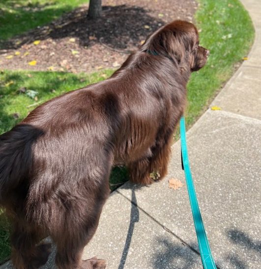 8 Realities Of Walking A Big Dog