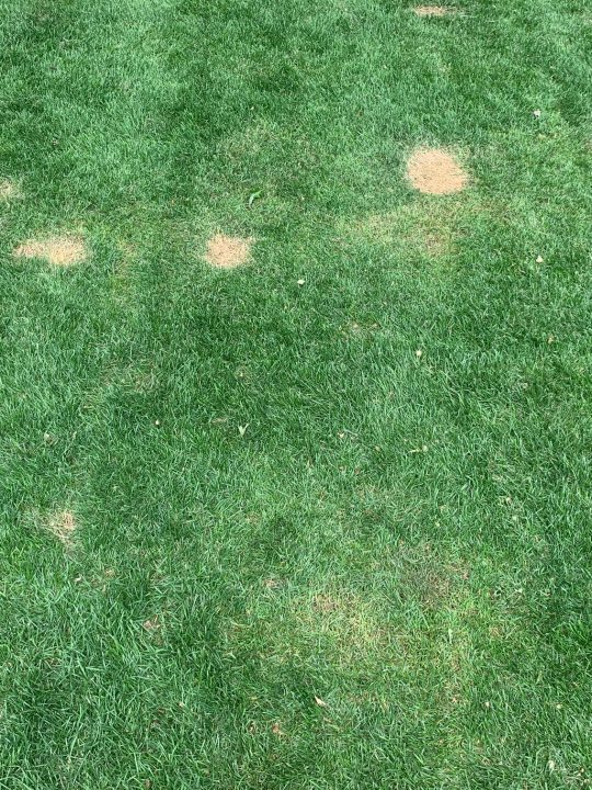 dog pee spots on grass