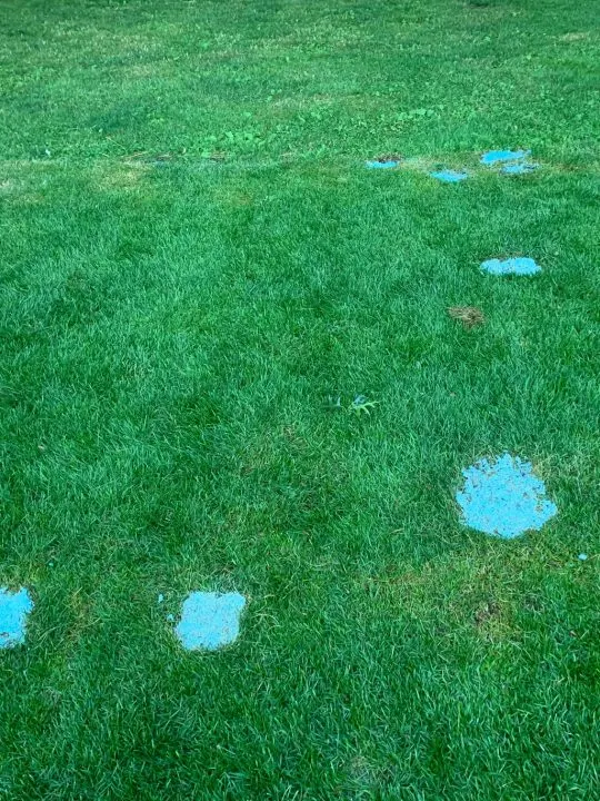 urine burn on grass covered with seed