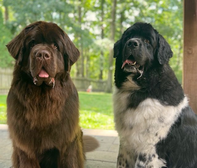 Should You Get A Second Newfoundland? Pros and Cons