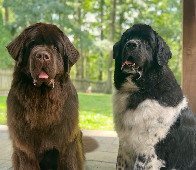 Should You Get A Second Newfoundland? Pros and Cons