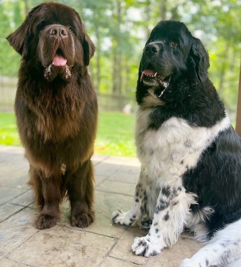 brown and Landseer Newfoundland sitting outside next to each other