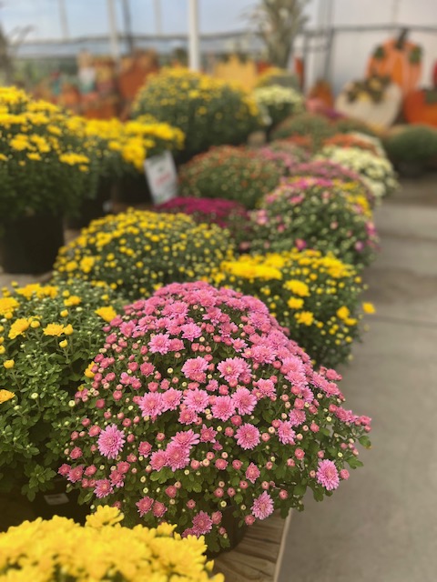 row of mums in garden center