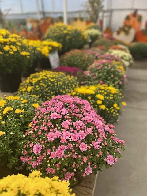 row of mums in garden center