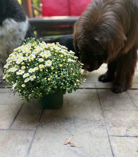 dog sniffing mum