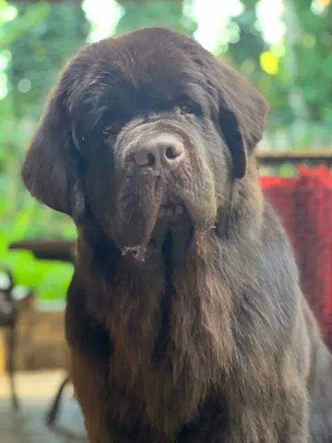 teenage brown newfie