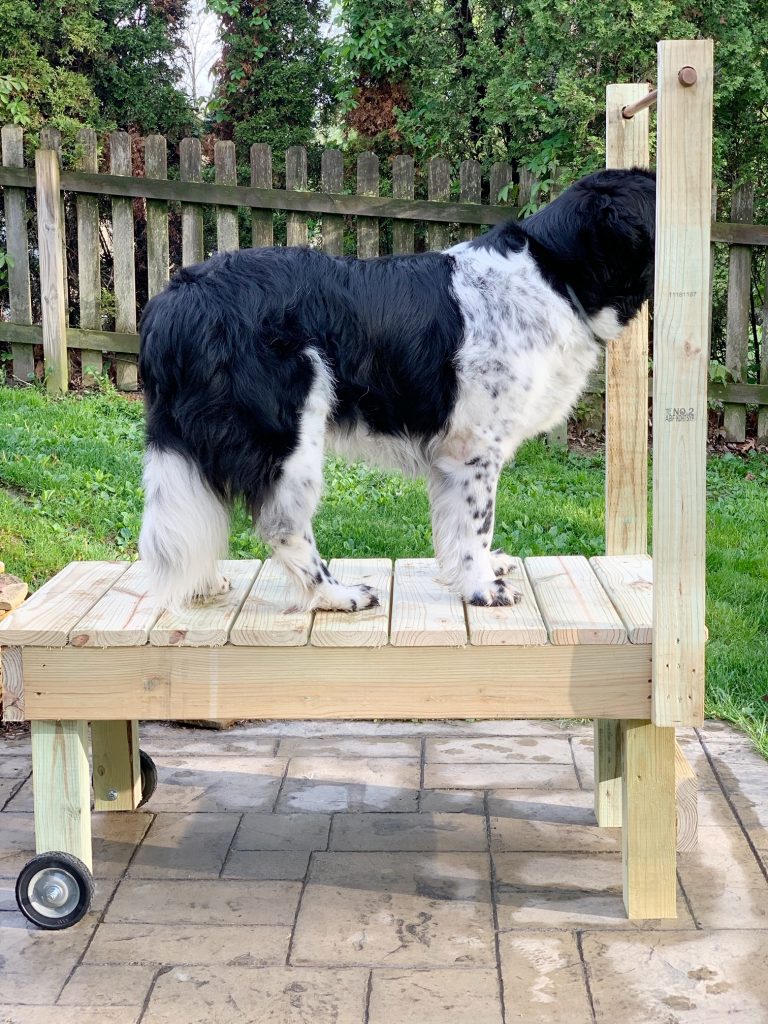 landseer newfoundland standing on wooden grooming table