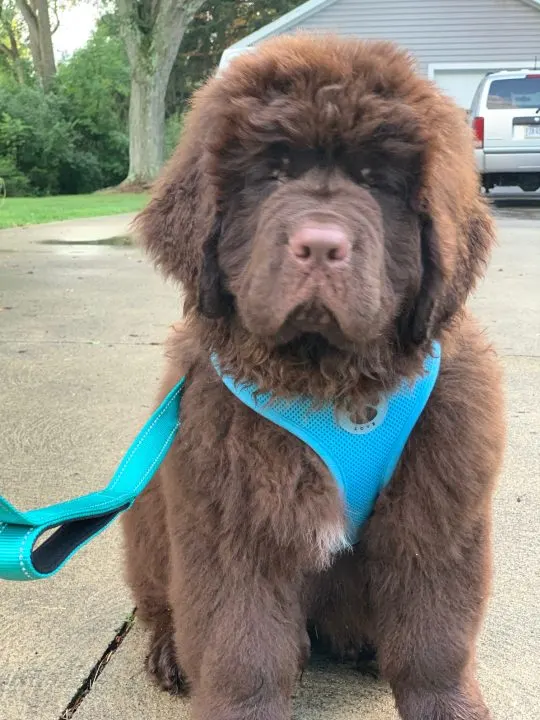 newfie puppy wearing walking harness