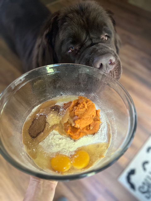 ingredients for homemade peanut butter and pumpkin dog treat recipe