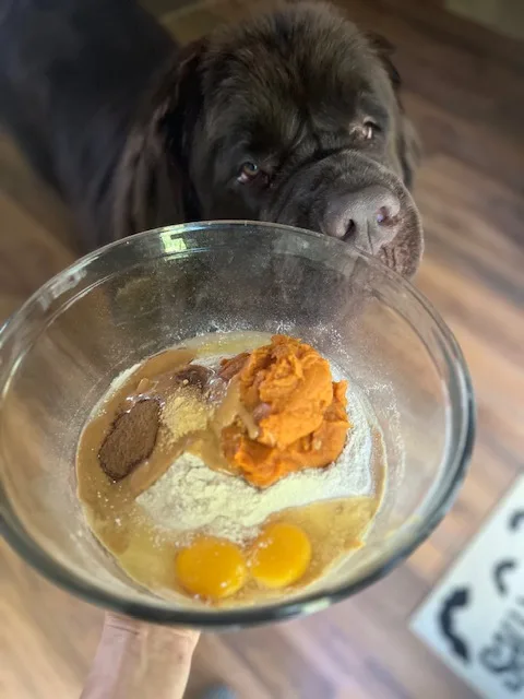 ingredients for homemade peanut butter and pumpkin dog treat recipe