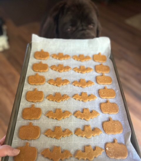 homemade peanut butter and pumpkin dog treats on baking sheet