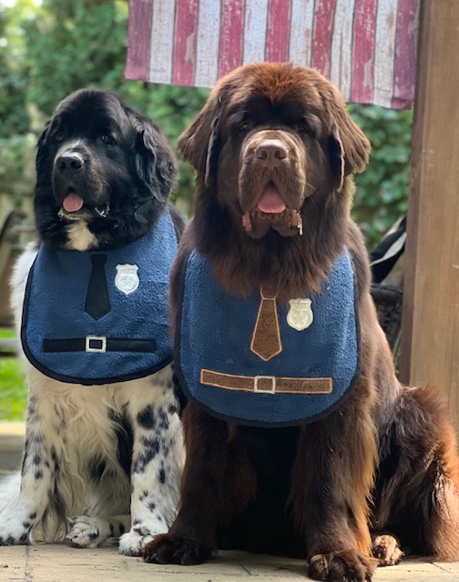 2 Newfies wearing cute dog drool bibs