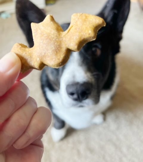 Corgi getting ready to eat homemade peanut butter and pumpkin dog cookies