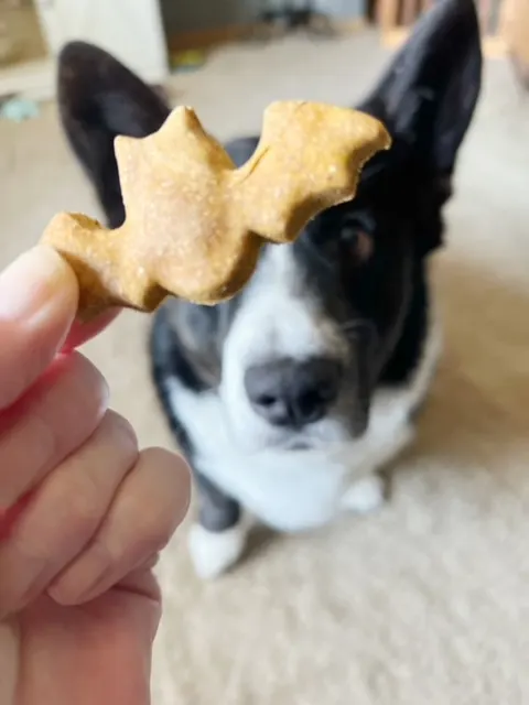 Corgi getting ready to eat homemade peanut butter and pumpkin dog cookies