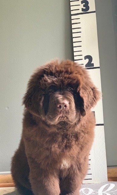 newfoundland puppy sitting by growth chart