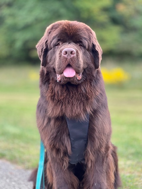 common Newfoundland dog behavior problems