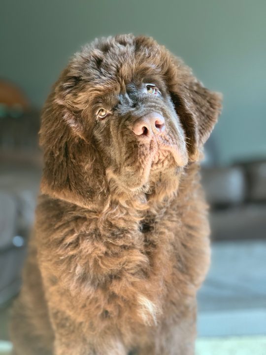 adolescent stage of newfoundland