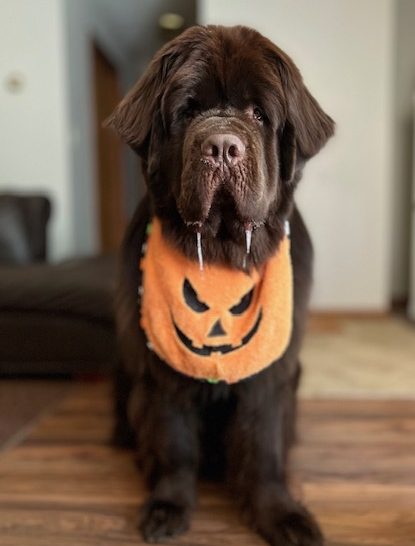 Newfoundland dog wearing drool bib