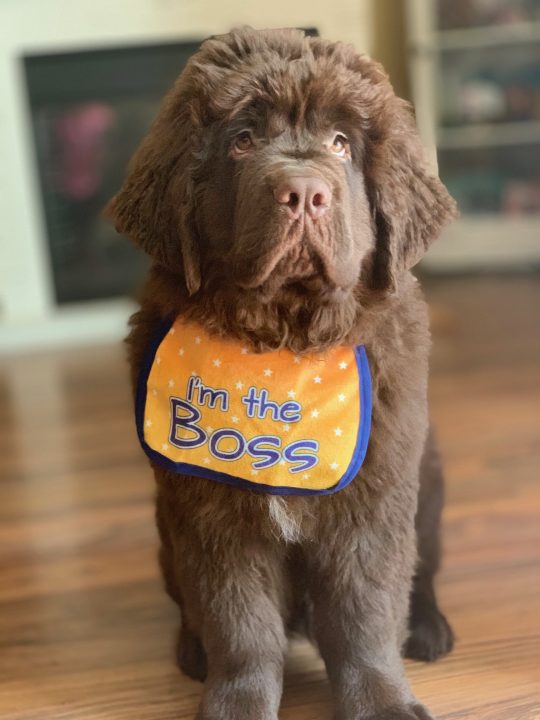 newfie puppy wearing drool bib