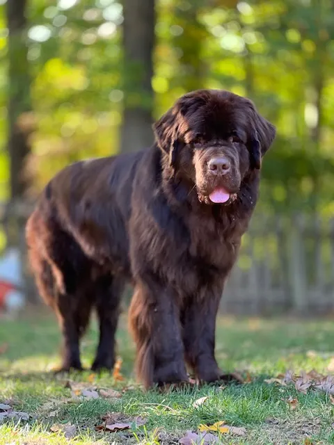 are acorns bad for dogs to eat