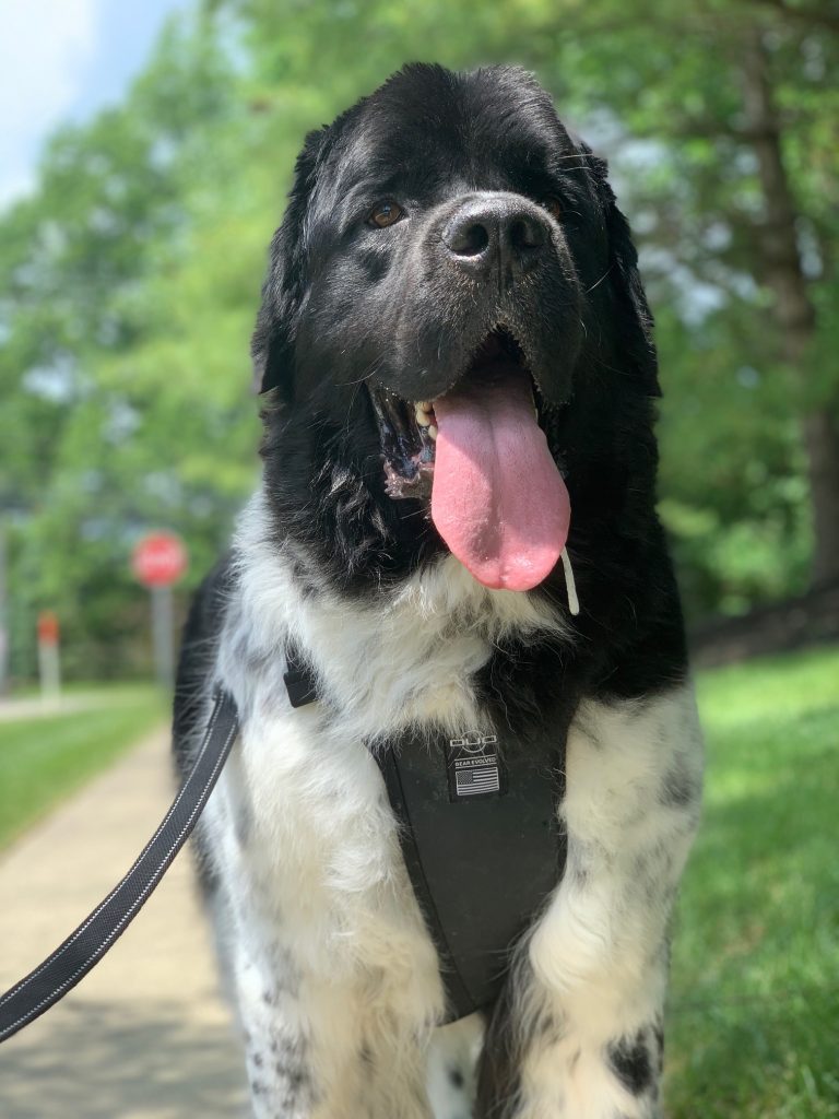 landseer newfoundland dog walking