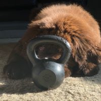 durable kettlebell for dogs