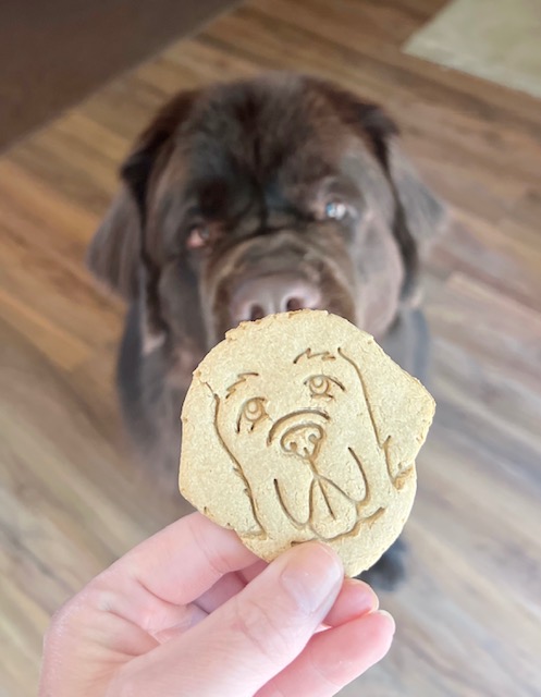 big dog drooling for homemade apple dog treat