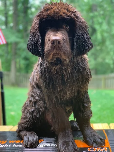 brown newfoundland puppy getting a bath