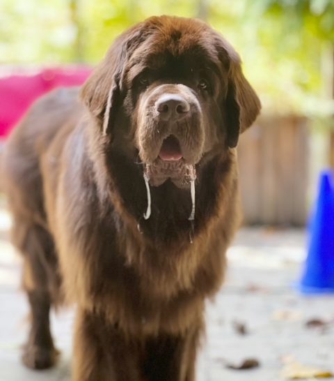 Newfoundland dog owner