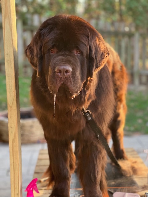 how to keep your dog's hair from matting