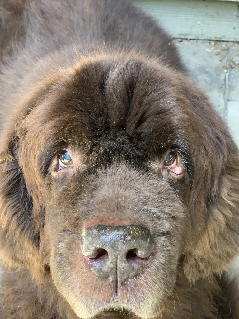 Training Your Newfoundland Using The NILF dog traning approach