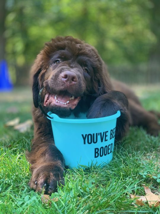 6 month old brown newfie puppy chewing 