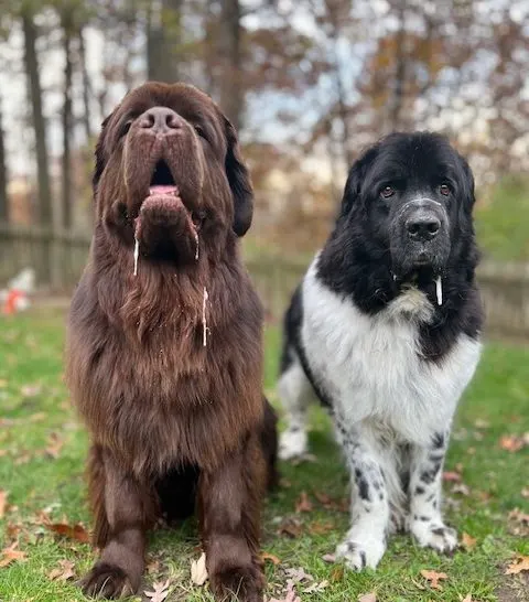 National Slobber Appreciation Day 2023