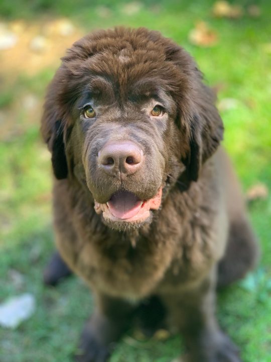 brown newfie puppy