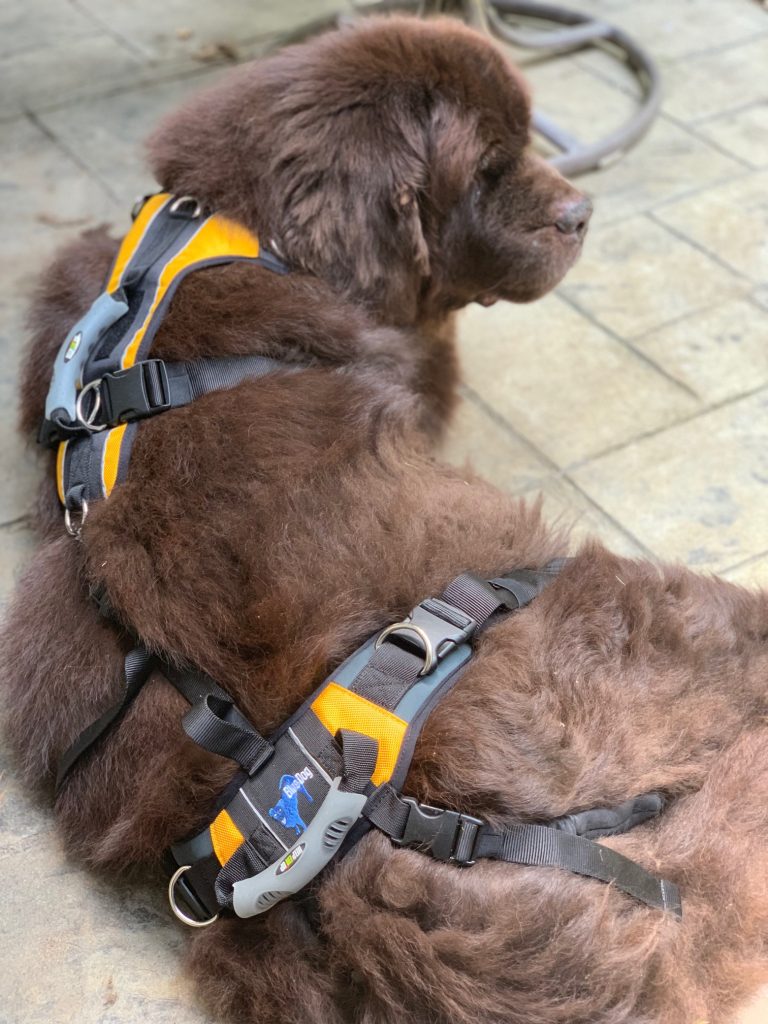 newfoundland dog wearing lifting harness