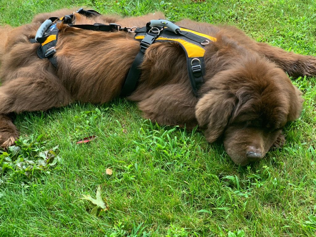 brown newfoundland dog wearing lifting harness