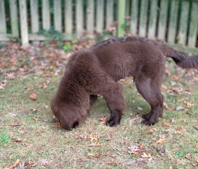 dog eating acorns in backyard