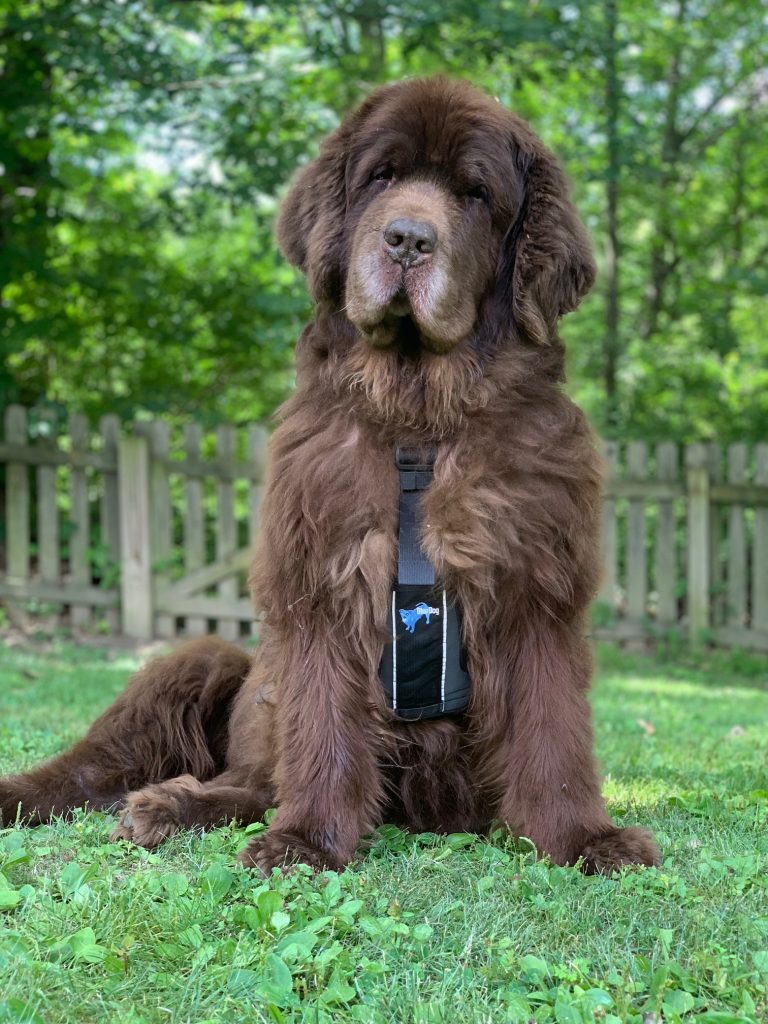 newfie wearing help 'em up harness