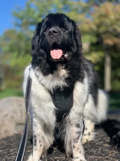 newfoundland dog wearing walking harness