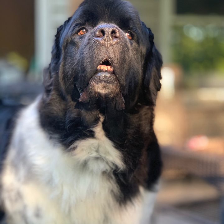 landseer newfoundland getting ready to bark