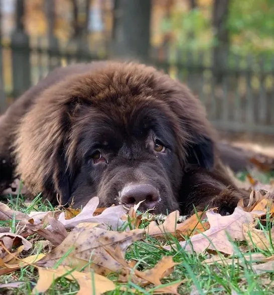 dog gets sick from eating too many acorns