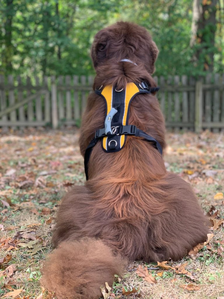 newf wearing help 'em up harness