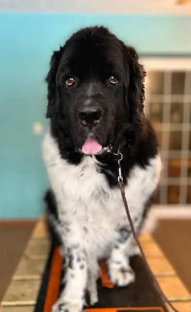 Newfoundland dog shedding undercoat