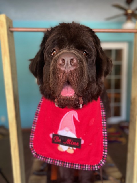 big dog standing on grooming table