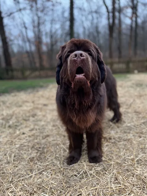 big dog standing in muddy yard covered in straw in Ohio